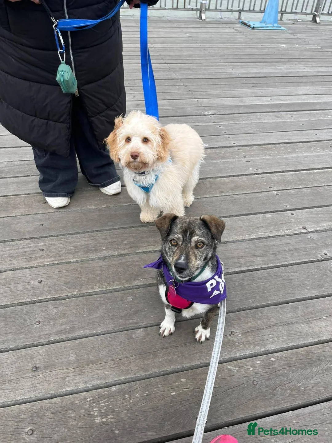 Mixed Breed dogs for adoption: Meet Kiwi, Currently residing in Kent in Canterbury - Advert 7