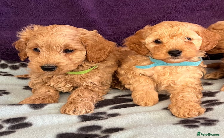 Cavapoochon dogs - Advert 1