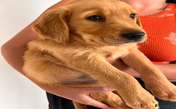 Golden Retriever dogs - Advert 3