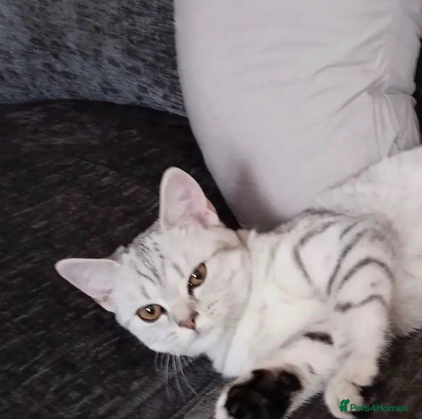 Mixed Breed cats British shorthair x tabby - Advert 3