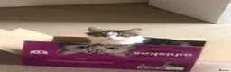 British Shorthair cats for sale: 2 girl cats  - Advert 7