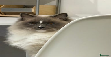 Ragdoll cats - Advert 16