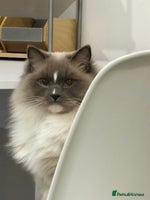 Ragdoll cats - Advert 8