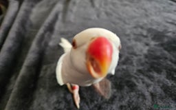 Parrots birds for sale: Rare Albino female Ring Neck Coco for sale  - Image 2