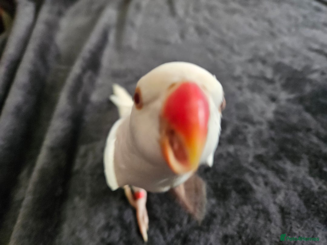 Parrots birds for sale: Rare Albino female Ring Neck Coco for sale  - Image 2