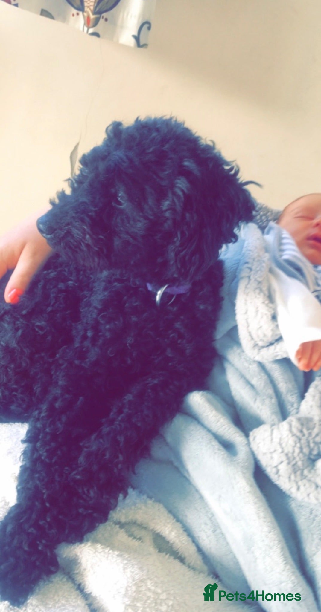 Miniature Poodle dogs Stunning rare miniature poodle pups ready now  - Advert 5