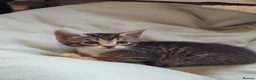 Mixed Breed cats for sale: Lovely Bengal x kittens for sale. - Advert 15