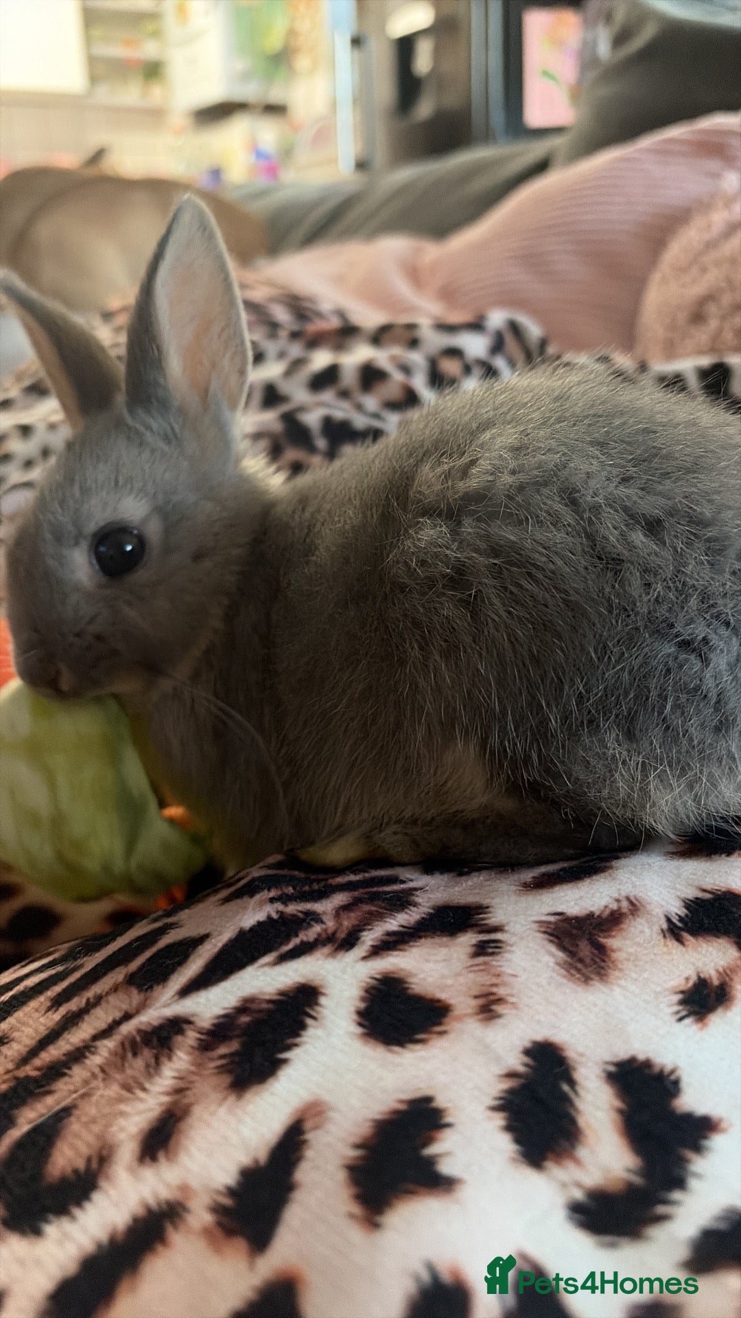 Mixed Breed rabbits Female baby rabbit  - Advert 1