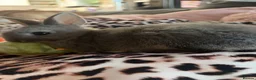 Mixed Breed rabbits for sale: Female baby rabbit  in Plymouth - Advert 1