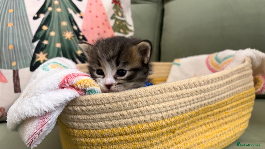 Siberian cats for sale: 4 Beautiful Siberian Cross Kitties 💗 - Advert 14