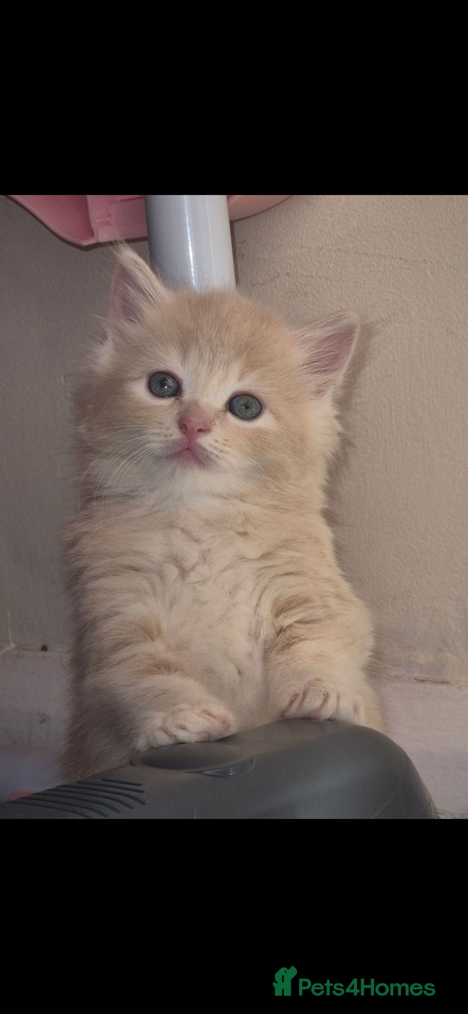 Mixed Breed cats Mainecoon cross male kitten  - Advert 18