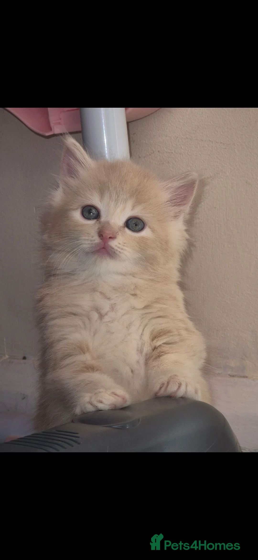 Mixed Breed cats for sale: Mainecoon cross male kitten  - Advert 2