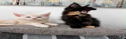 Maine Coon cats for sale: GCCF Reg Stunning Maine coon kittens  in Redditch - Advert 13