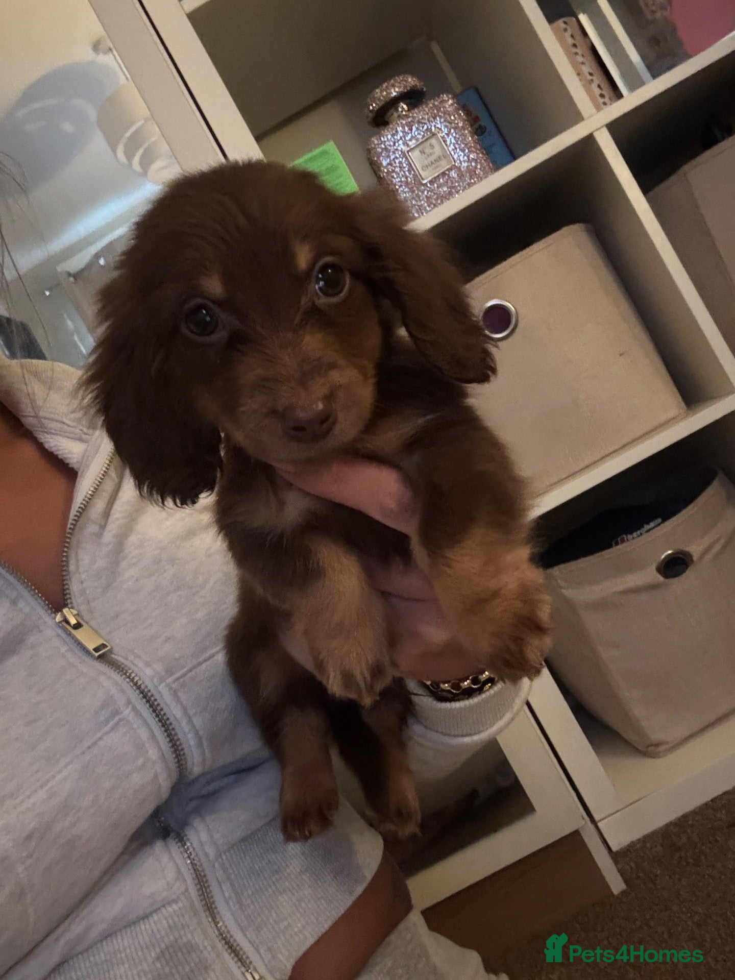 Miniature Dachshund dogs Fluffy miniature dachshund ONE LEFT - Advert 2