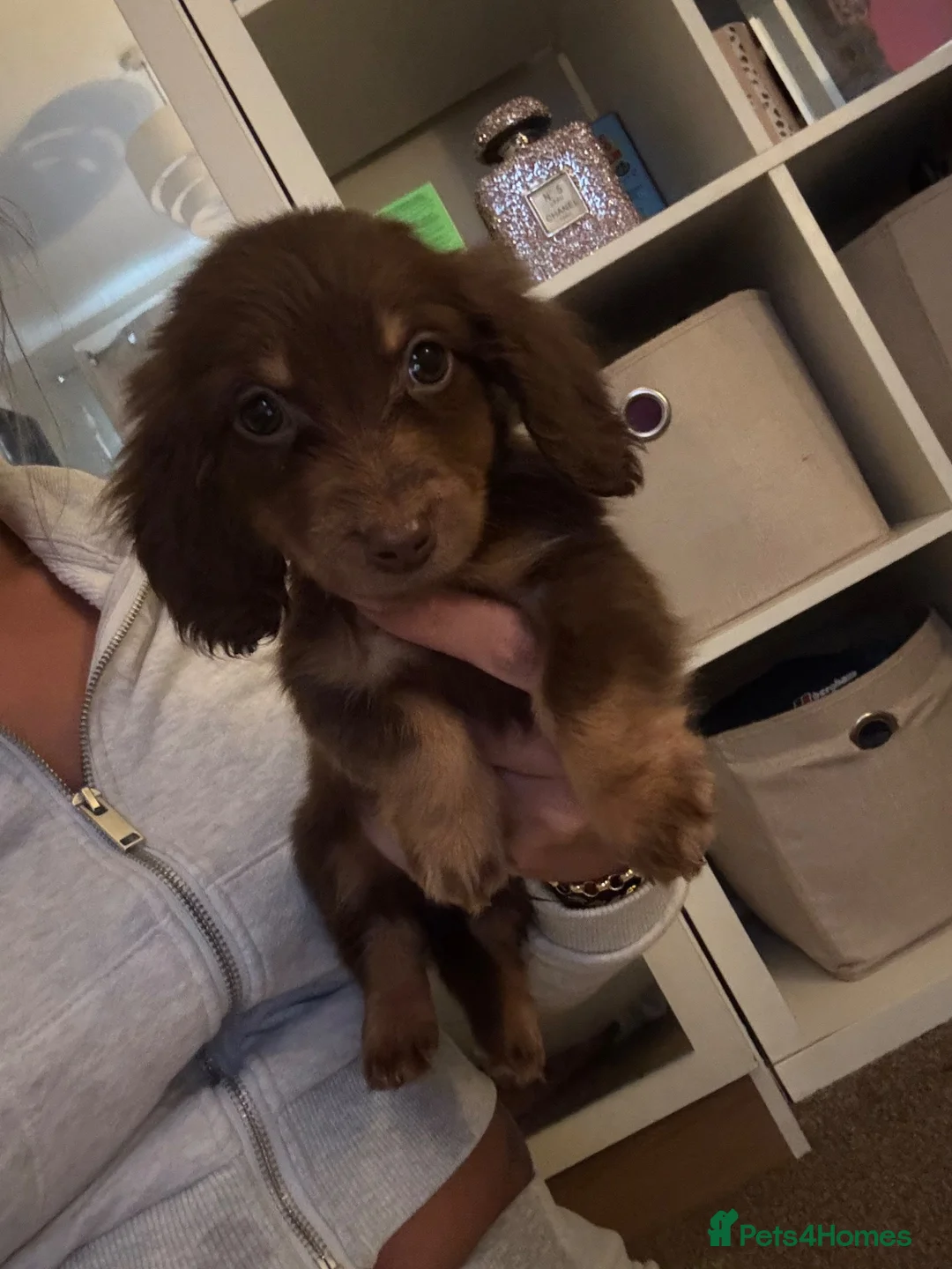 Miniature Dachshund dogs for sale: Fluffy miniature dachshund ONE LEFT - Advert 2
