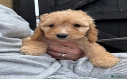 Cockapoo dogs for sale: Cockerpoo Puppies - Image 33
