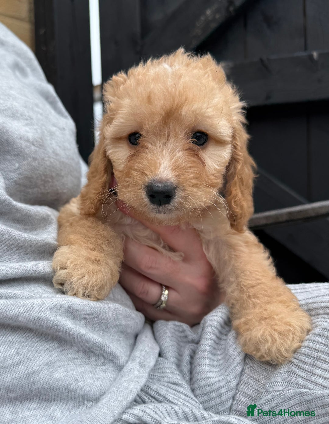 Cockapoo dogs for sale: Cockerpoo Puppies - Image 33