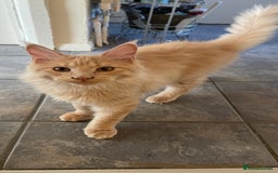 Maine Coon cats for sale: 💖 Maine Coon Kitten Boy Looking for a new home  - Image 14
