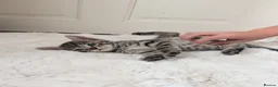 Mixed Breed cats for sale: Kittens Looking for Loving Homes  - Advert 15