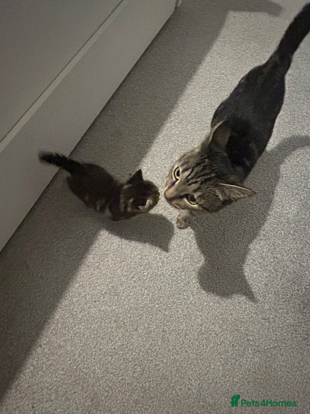 Domestic Shorthair cats for sale: Kittens - Image 5