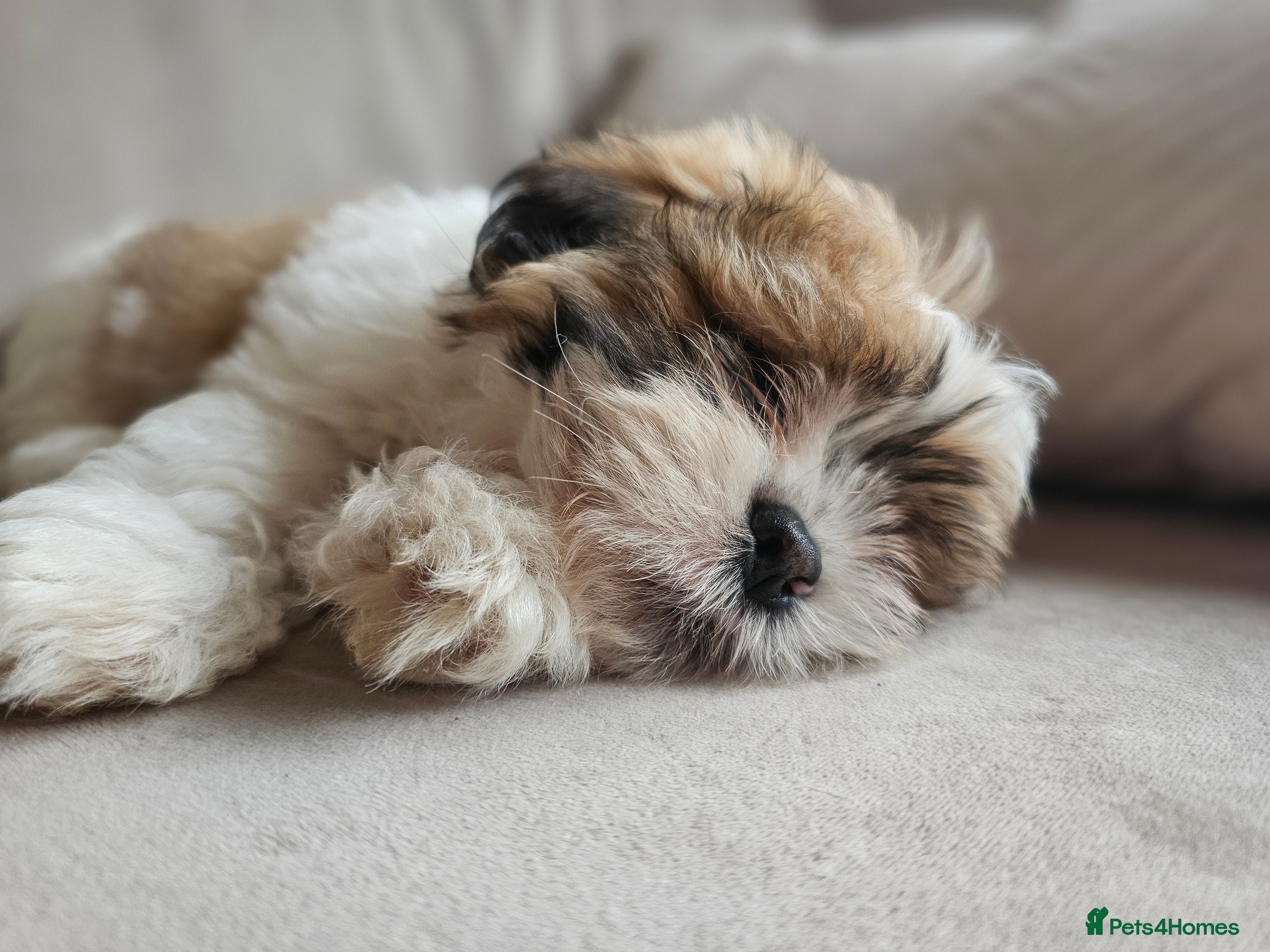 Lhasa Apso dogs KC registered Lhasa Apso Puppy Boy PRA4 clear - Advert 1