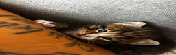 British Longhair cats for sale: Stunning 4 kittens in Kidderminster - Advert 10