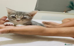 Mixed Breed cats for sale: Kittens ready to go - Image 4