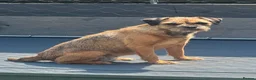 Border Terrier dogs for sale: KC Border terrier girl  - Advert 1