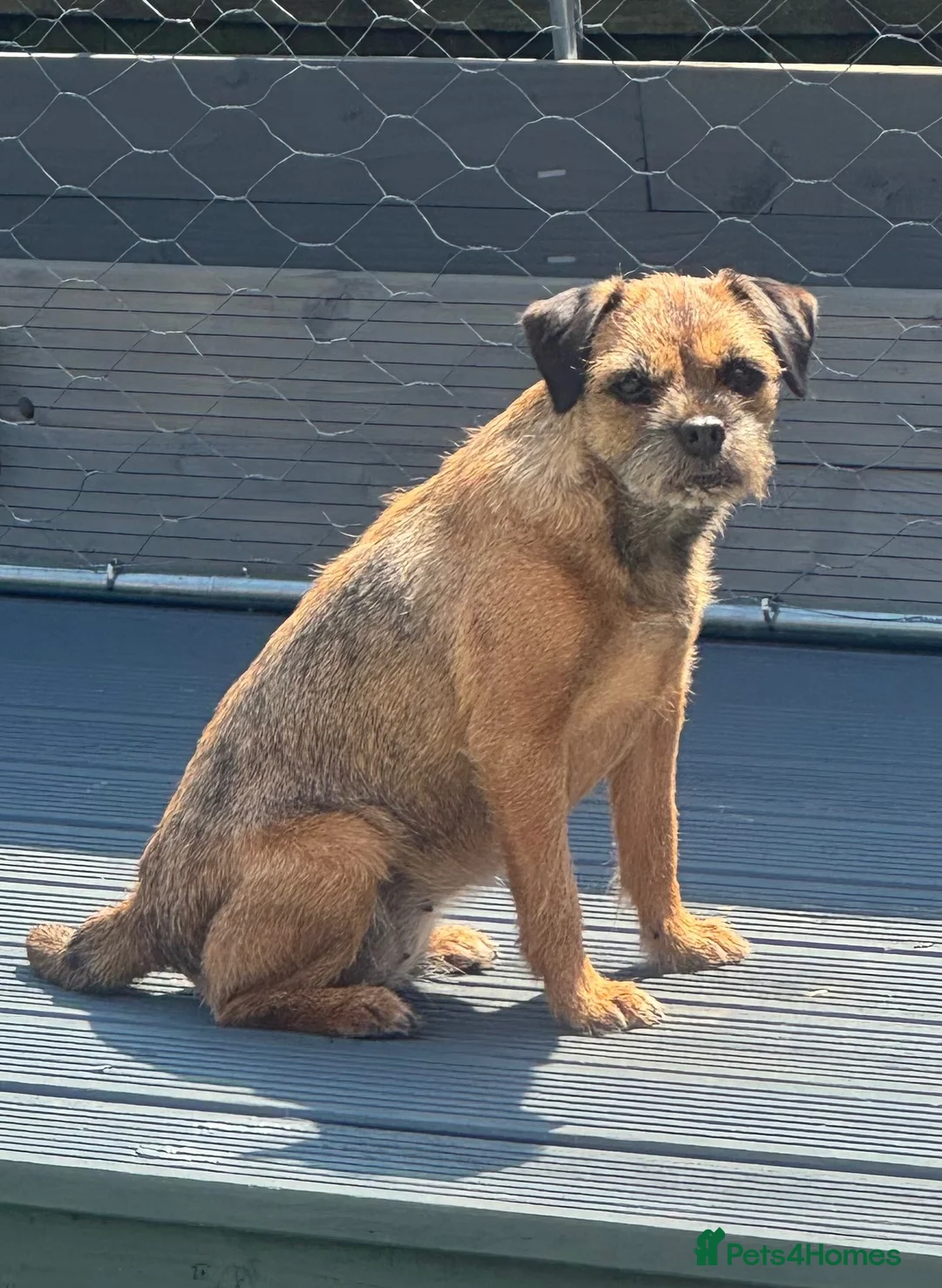 Border Terrier dogs for sale: KC Border terrier girl  - Advert 1