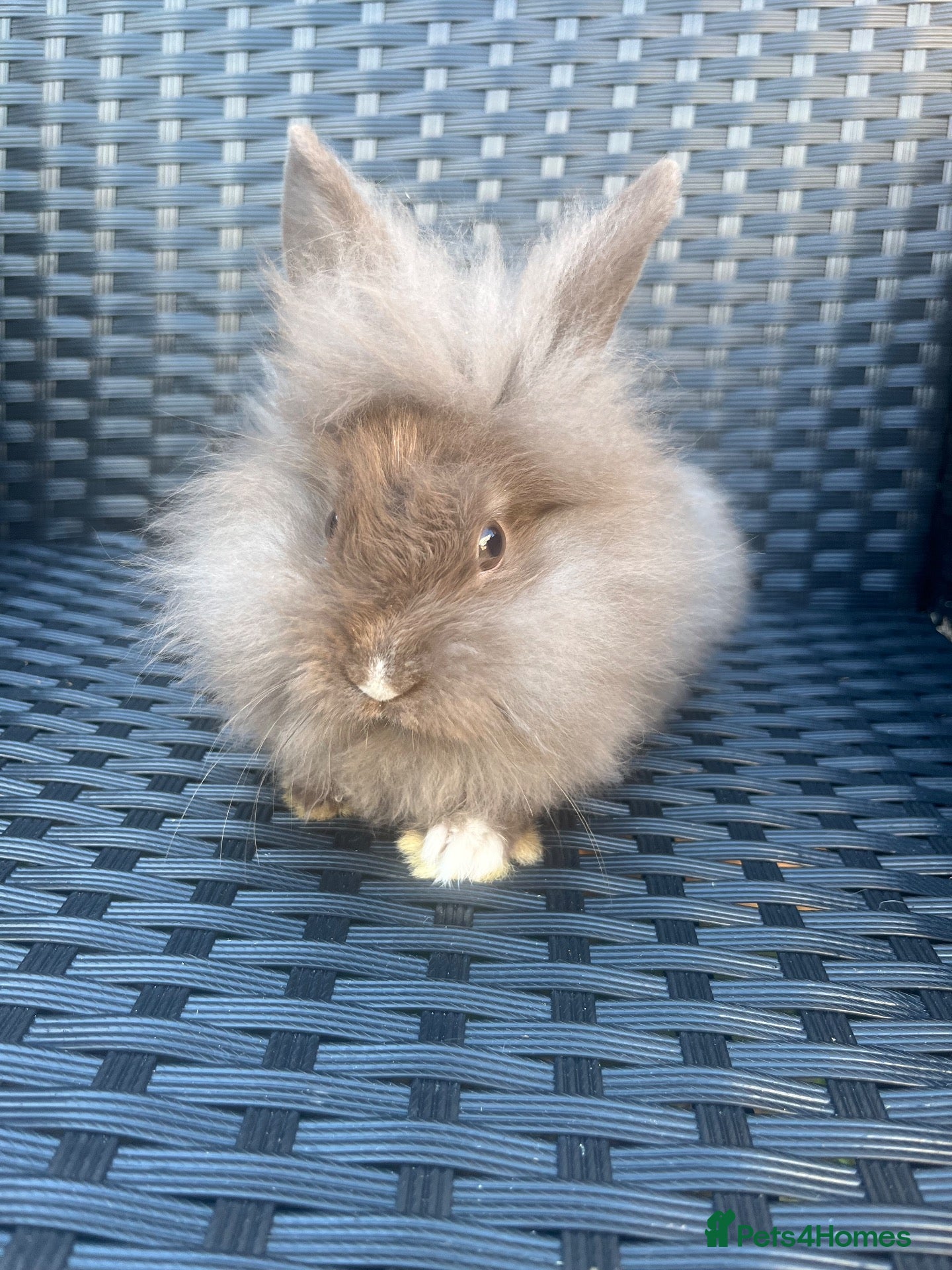 Mini Lion Lop rabbits Ready to go lionhead lops - Advert 2