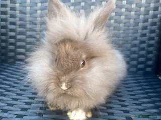 Mini Lion Lop rabbits Ready to go lionhead lops - Advert 2