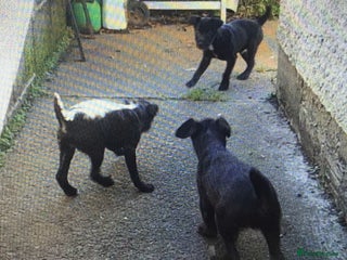 Patterjack dogs Patterdale cross Jack Russel Puppies - Advert 4