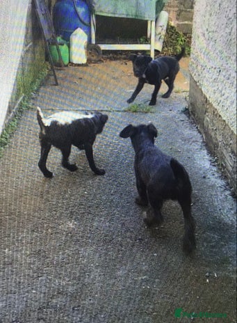 Patterjack dogs Patterdale cross Jack Russel Puppies - Advert 1