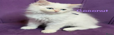 Coconut