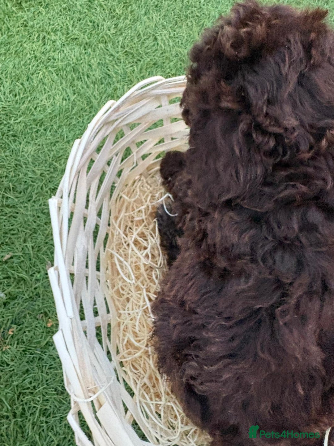 Cockapoo dogs for sale: F2  cockapoo puppies  - Image 12