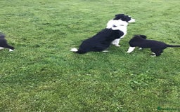 Border Collie dogs for sale: Border collie pups for sale - Image 2