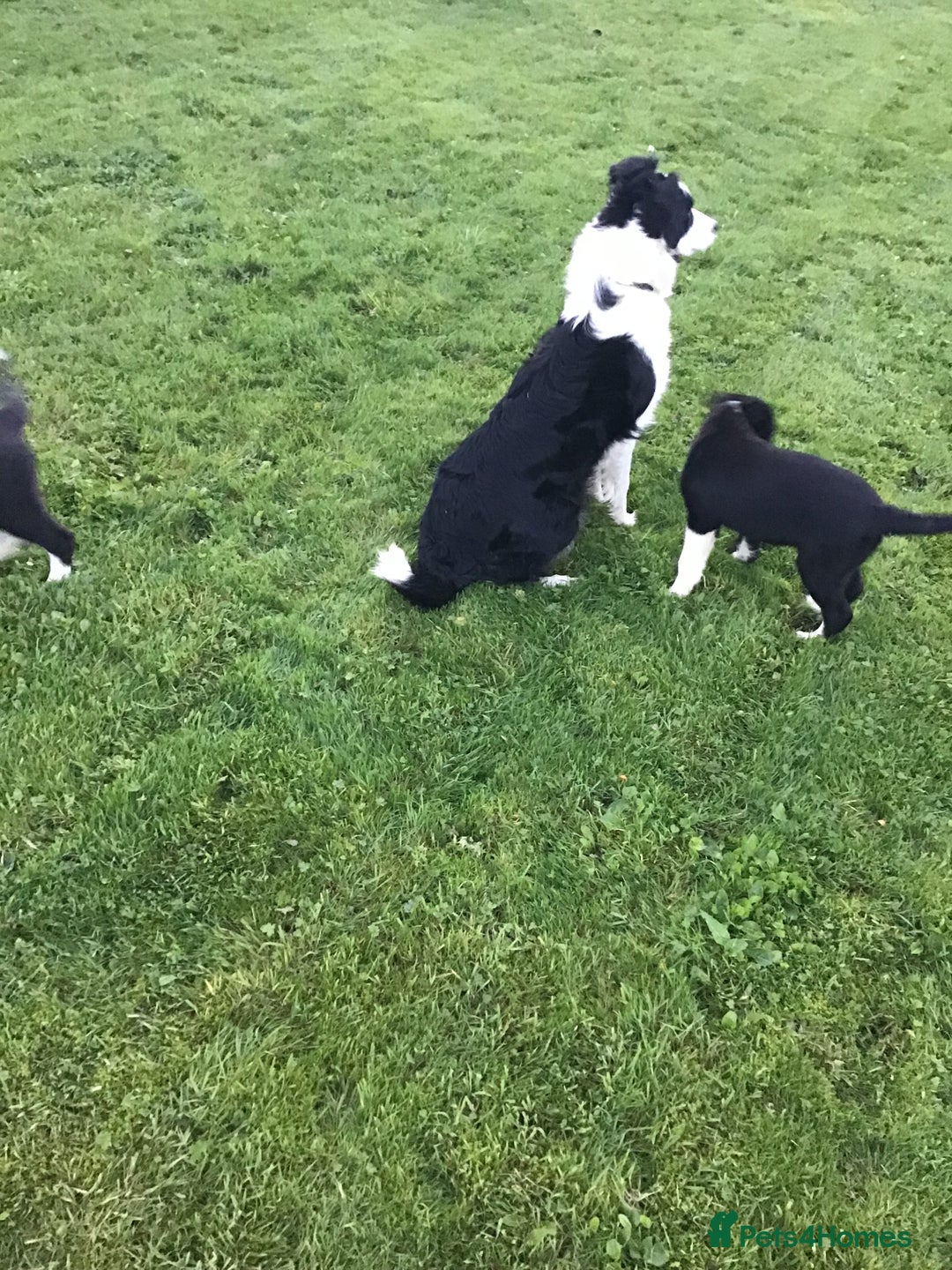 Border Collie dogs for sale: Border collie pups for sale - Image 2