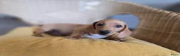 Miniature Dachshund dogs for sale: KC Registered Mini Dachshund Puppies. Rare colors - Advert 22