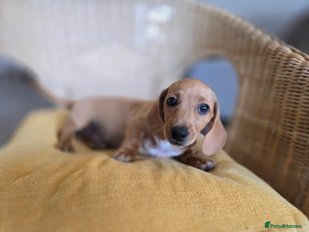 Miniature Dachshund dogs for sale: KC Registered Mini Dachshund Puppies. Rare colors - Advert 27
