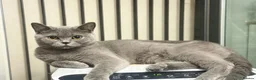 British Shorthair cats for sale: Female British shorthair  - Advert 4