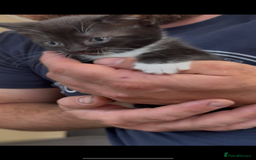 American Shorthair cats for sale: Adorable kittens looking for a loving home - Image 7