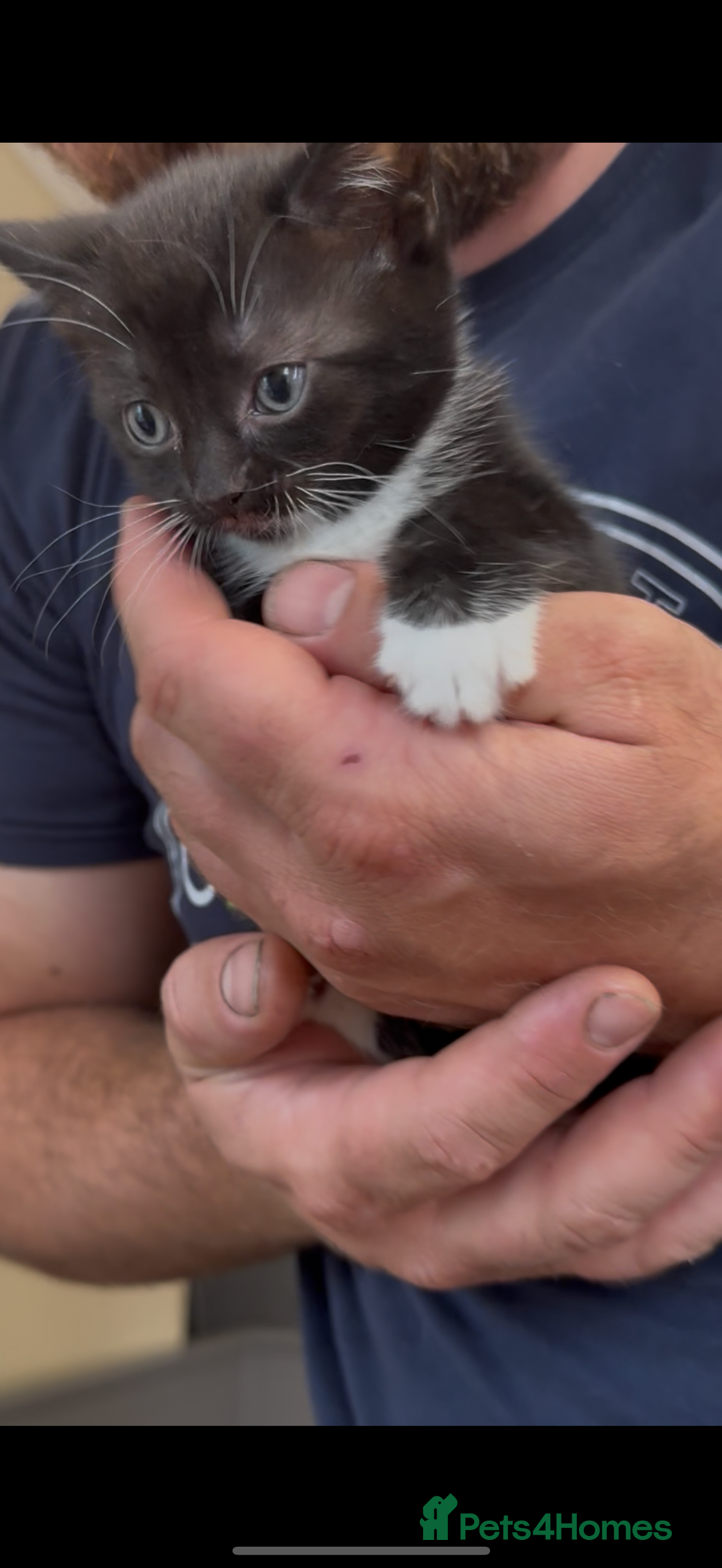 American Shorthair cats for sale: Adorable kittens looking for a loving home - Image 7