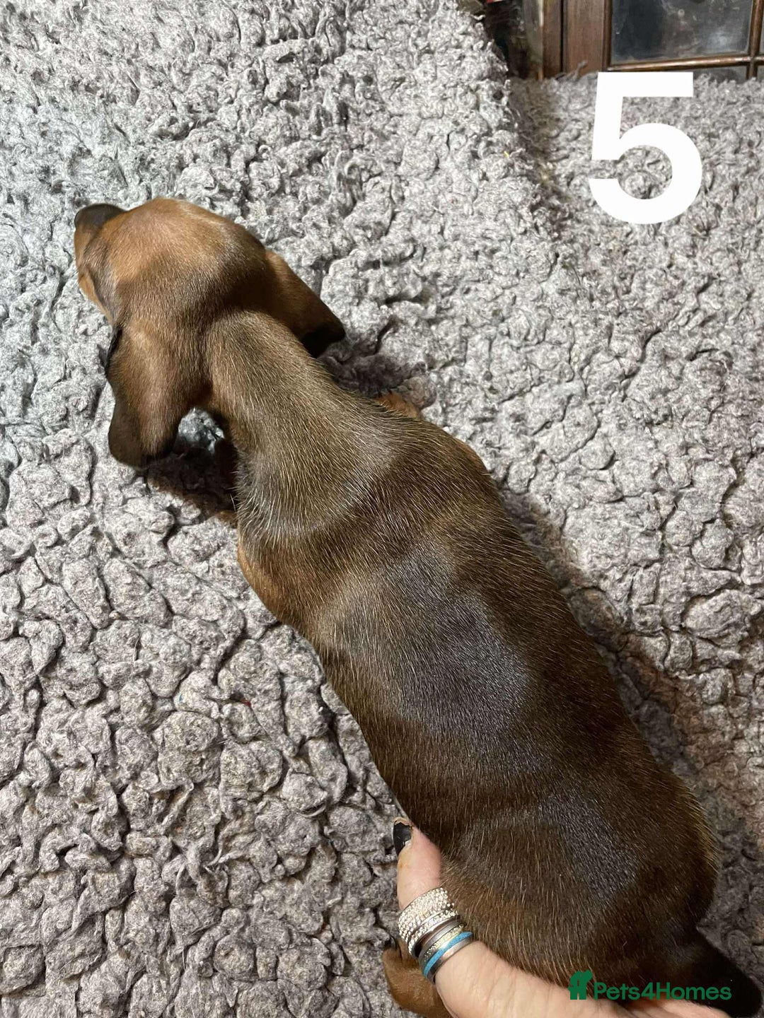 Dachshund dogs for sale: Stunning Litter of dachshund Puppies - Advert 15