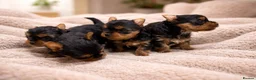 Yorkshire Terrier dogs for sale: YORKIE PUPPIES - Advert 13