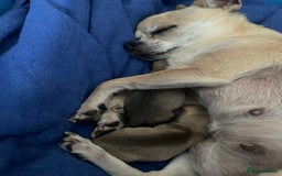 Chihuahua dogs for sale: Chihuahua boy - Image 9