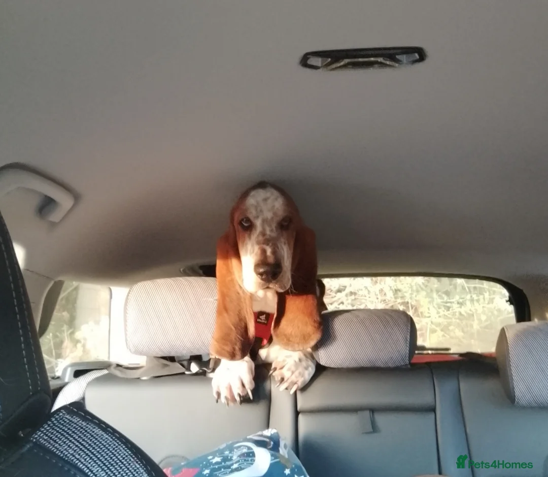 Basset Hound dogs for sale: Basset puppies  in Watchet - Advert 31