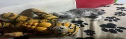 Maine Coon cats for sale: Maine coon American kittens  - Advert 17