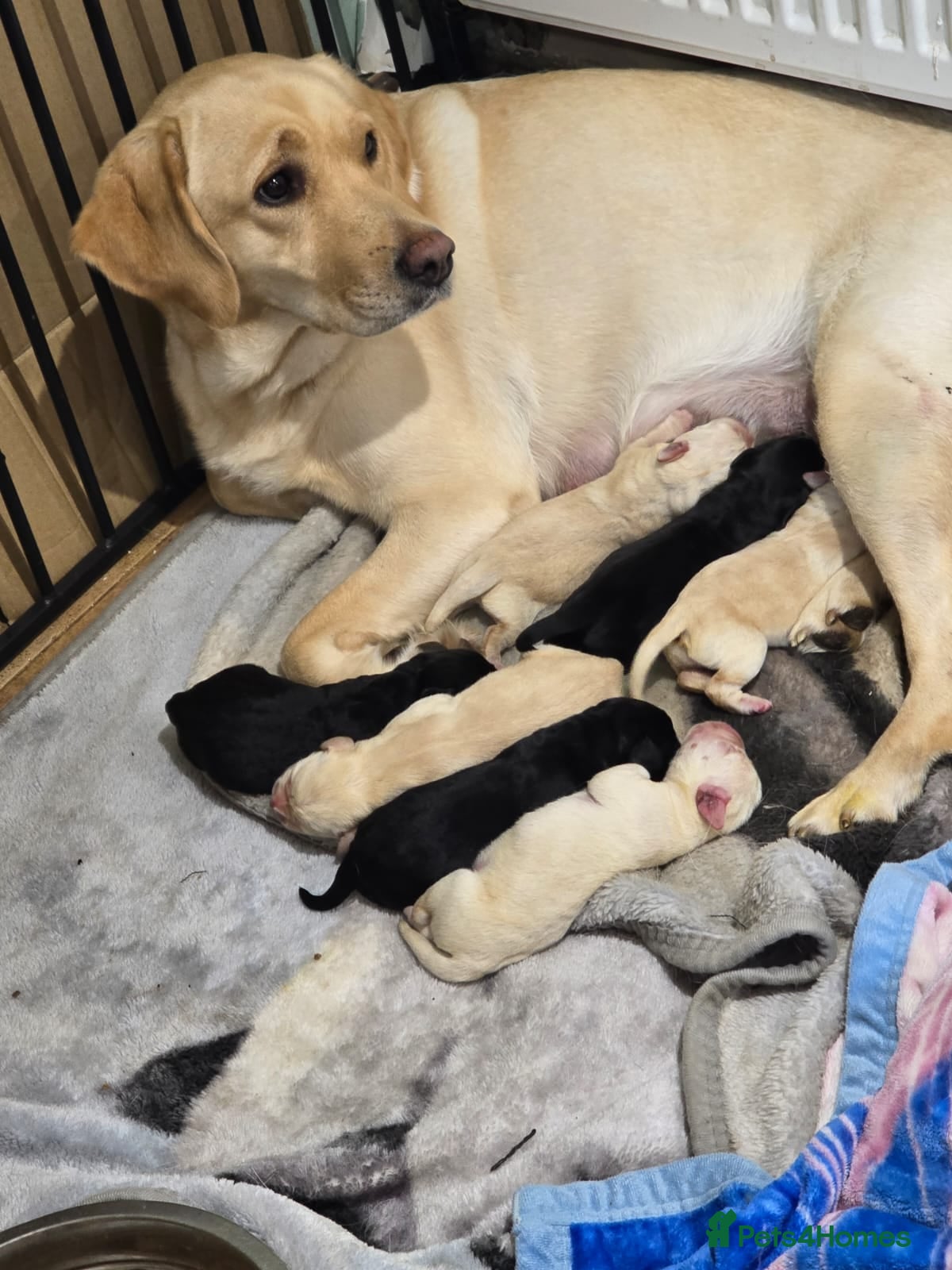 Labrador Retriever dogs Beautiful litter of labrador puppies  - Advert 1