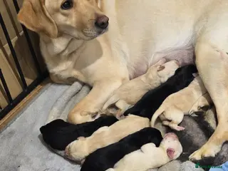 Labrador Retriever dogs Beautiful litter of labrador puppies - Advert 1