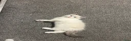 Ragdoll cats for sale: 2 Male Ragdolls Kittens  for sale  - Advert 3